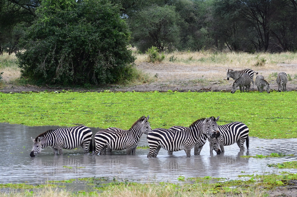 Tarangire NP